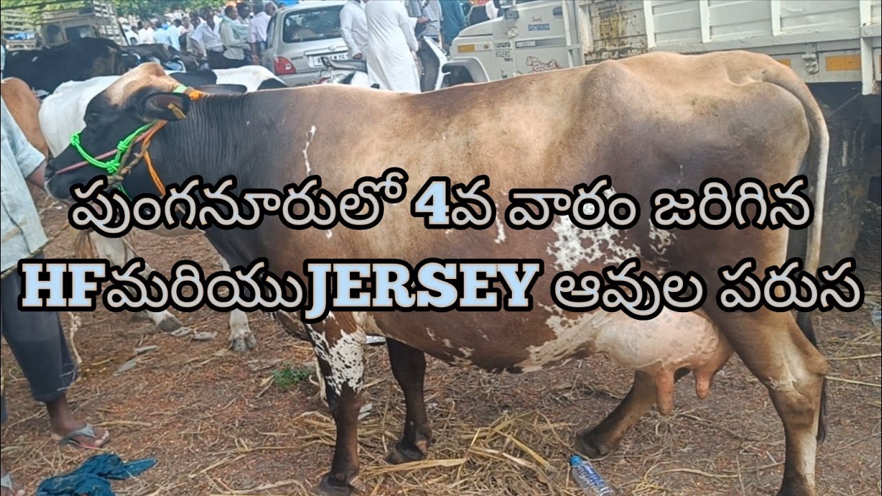 Best Hf, Jersey Cow Market in Punganur / 4th week పరుష Tuesday 31st May /
