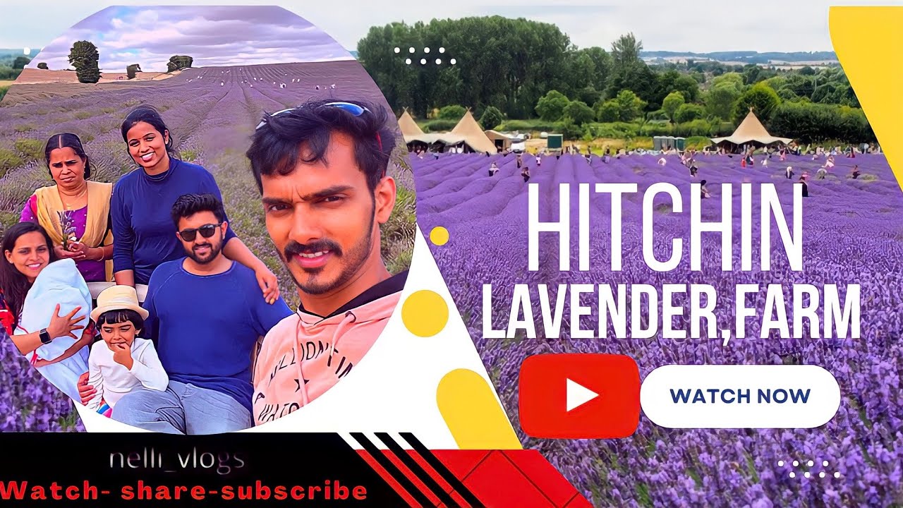 Hitchin Lavender Farm | free ലാവണ്ടർ പൂക്കൾ പറിക്കാം #leicester #lavender #uk #nellivlogs