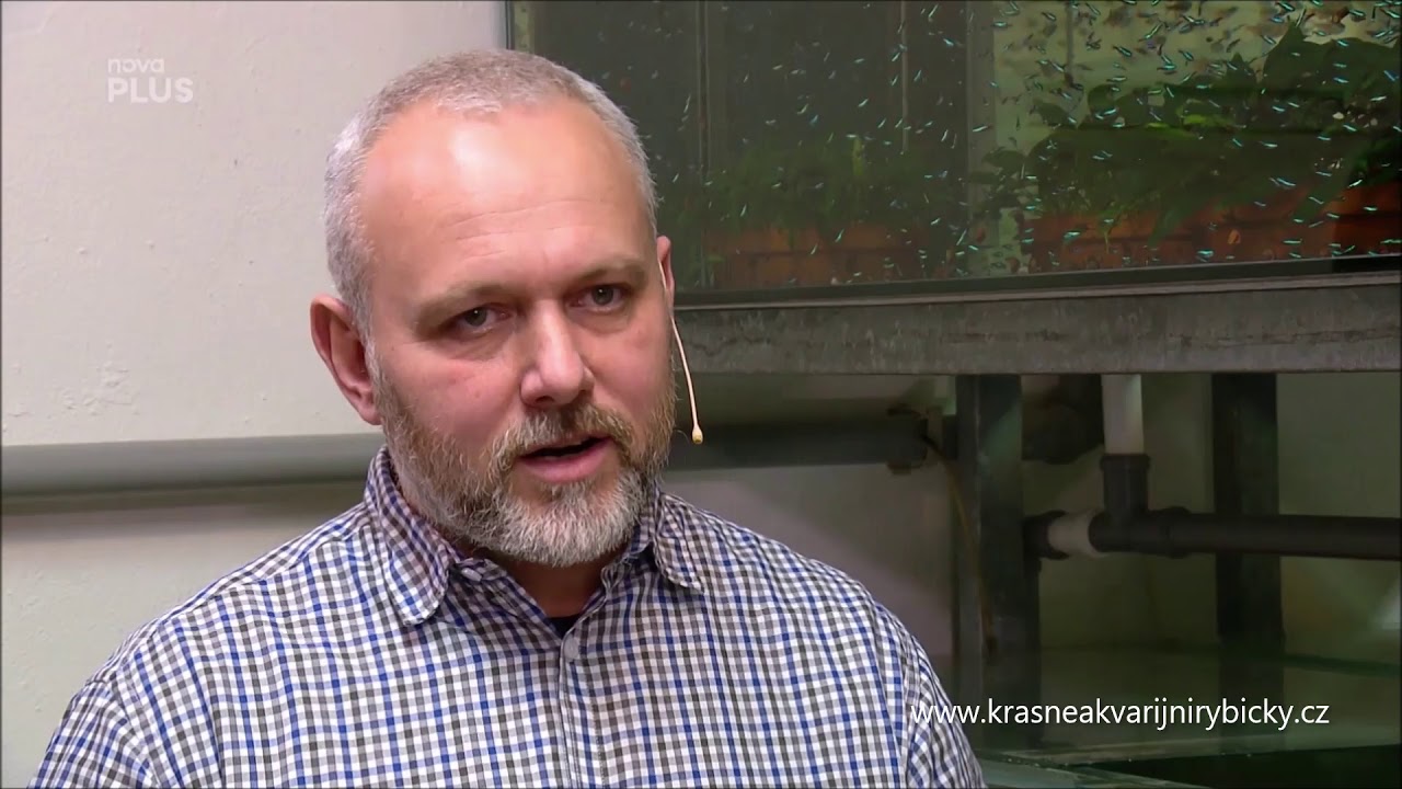 Rady pt&aacute;ka Loskut&aacute;ka Neonka obecn&aacute;