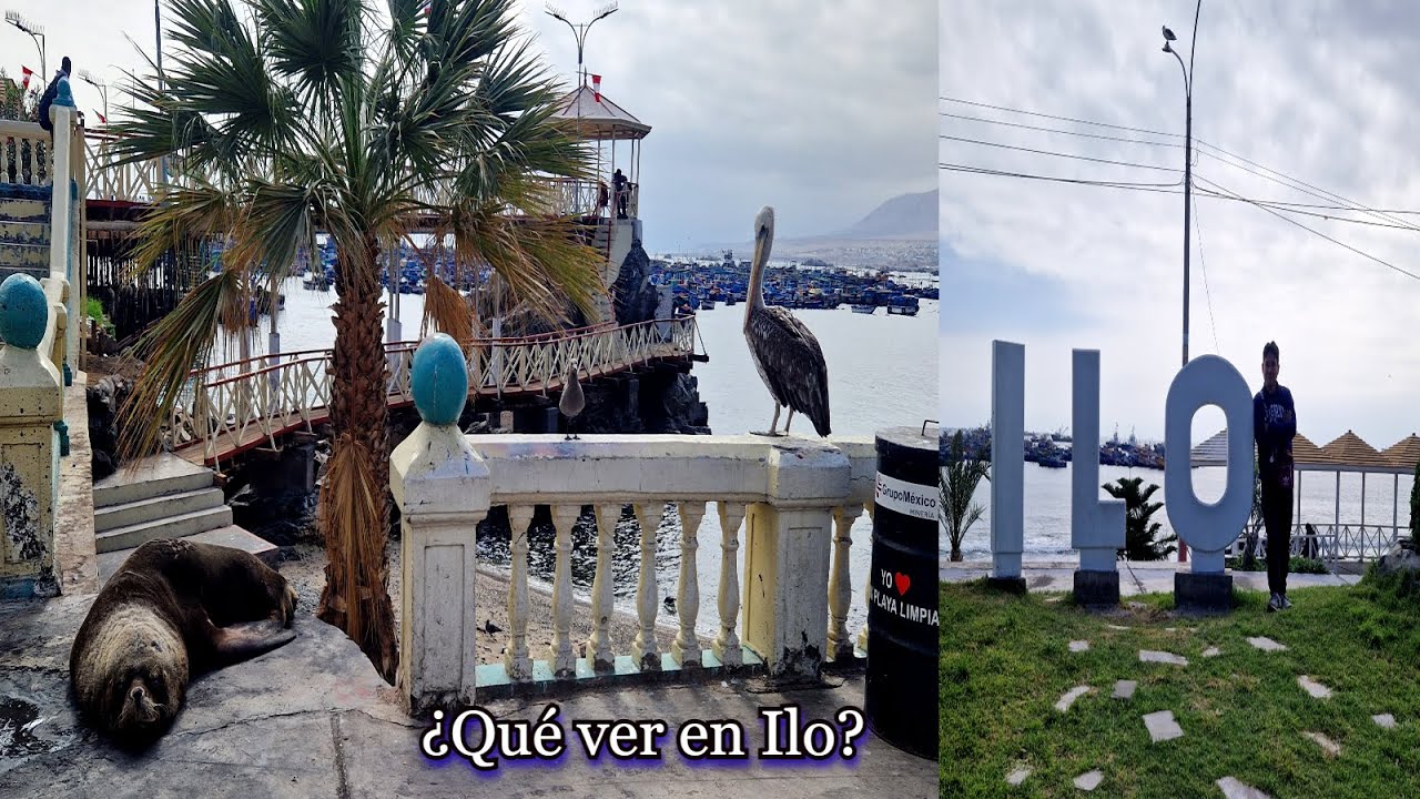 ¿El puerto más bonito de Perú? Leones marinos amistosos (Ilo)