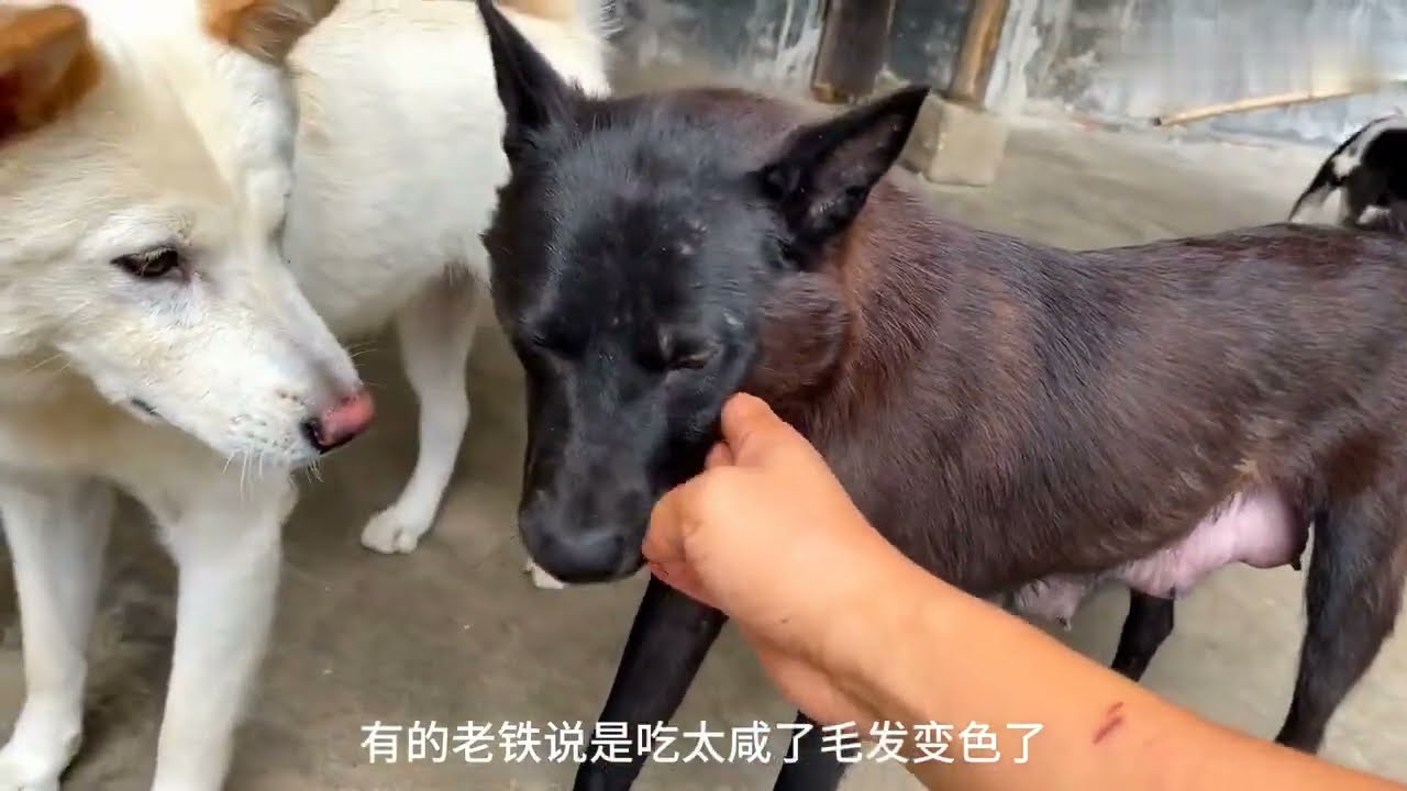 Black Dog, Multi-Colored Puppies! 🐶 | How Did This Happen?