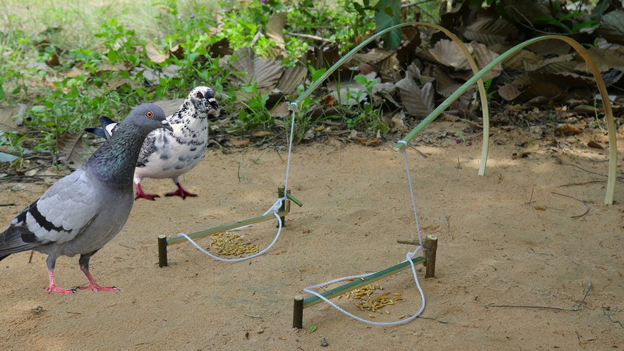 Creative Unique Bird Trap Using Bamboo | Fantastic Easy Bird Trap