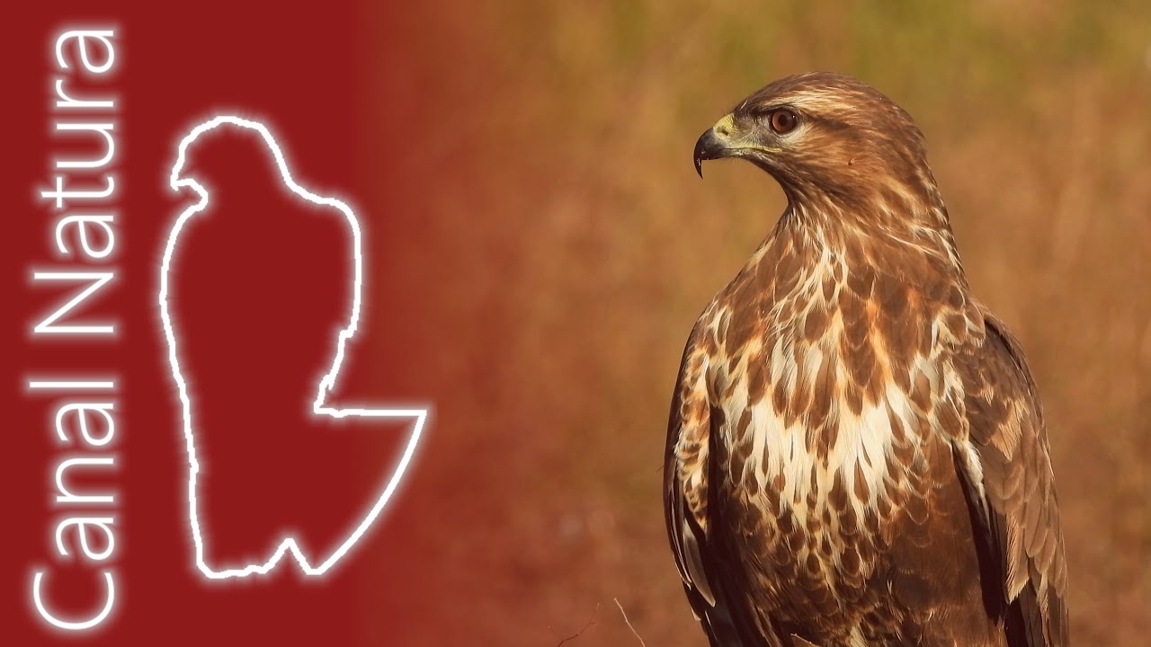 Busardo ratonero (Buteo buteo) Eurasian Buzzard 4K