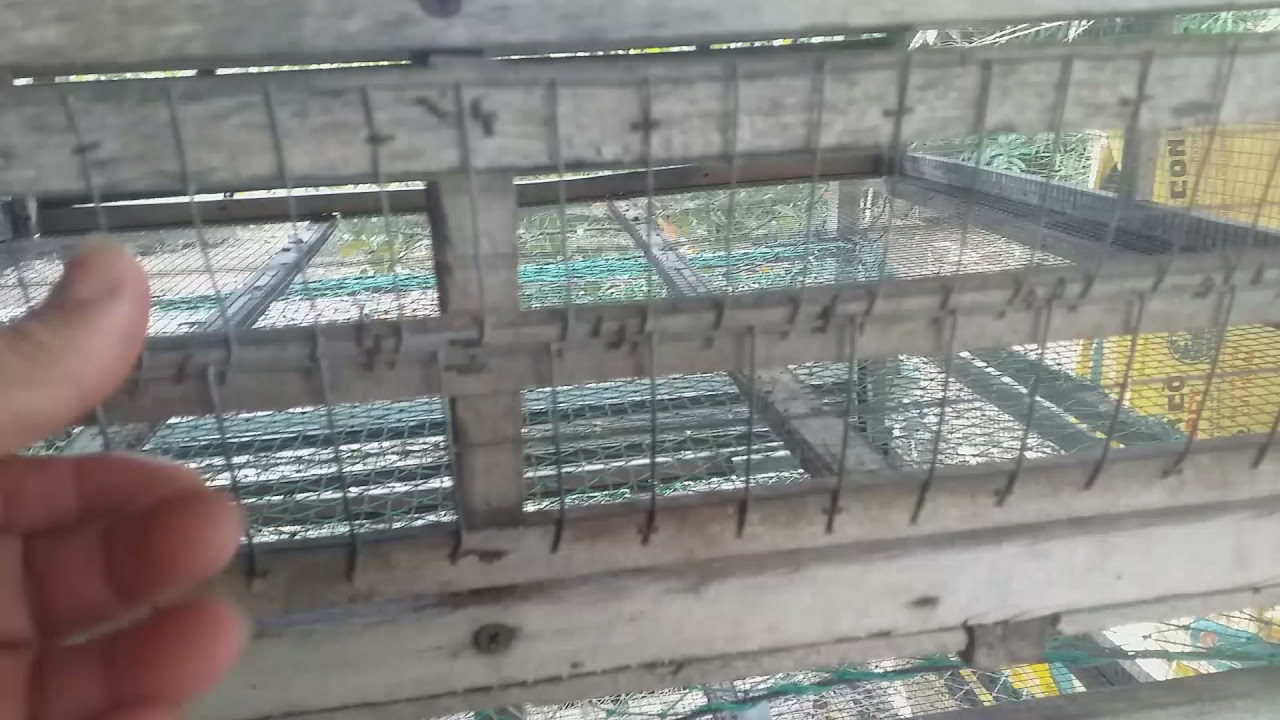 hướng dẫn cách đóng lồng cút thịt .cút đẻ ..3 trong 1