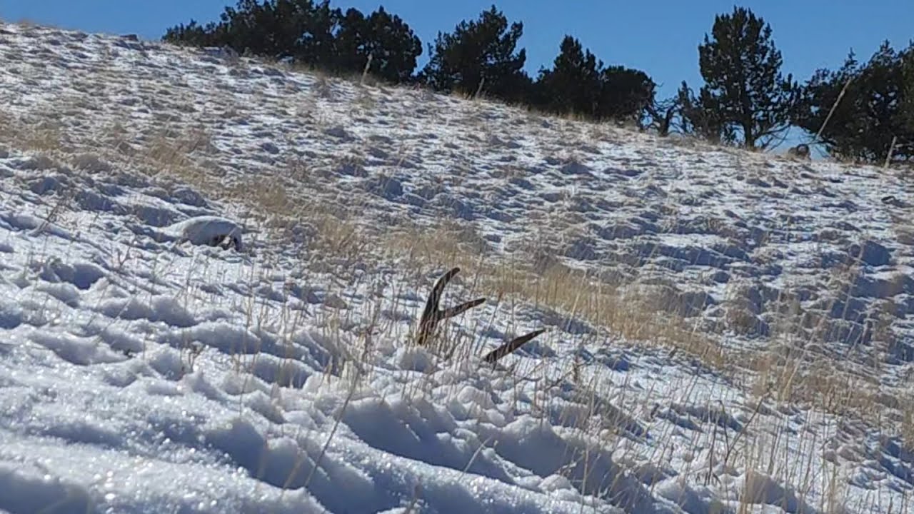 Brownie Mule Deer Set - It's Nice When They Make It Easy