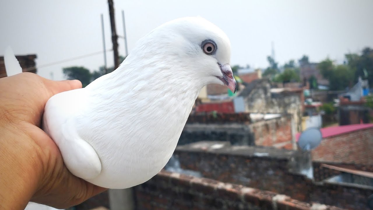Hyy👍😎gys✨#trending #pigeon please 🥺 subscribe karo bhai log 💚