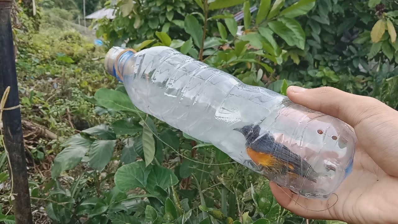 cara membuat jebakan burung dari botol mudah