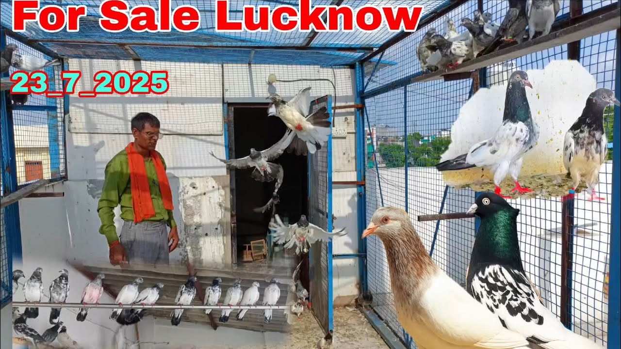 17 High Flyer Patthe, 35 Wale,🫠 | Kaldume, Golden, Siyalkoti, Teddy Jode 🕊️+918081370500