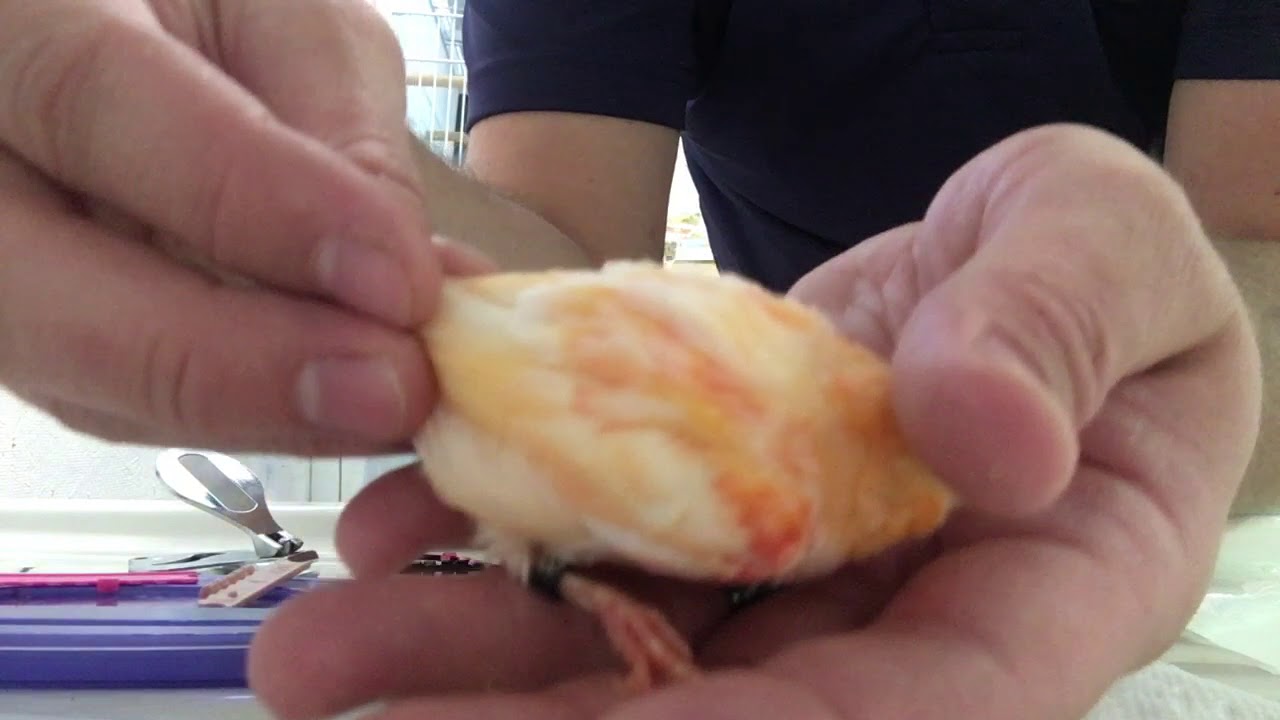 Canary Breeding (Health check up)