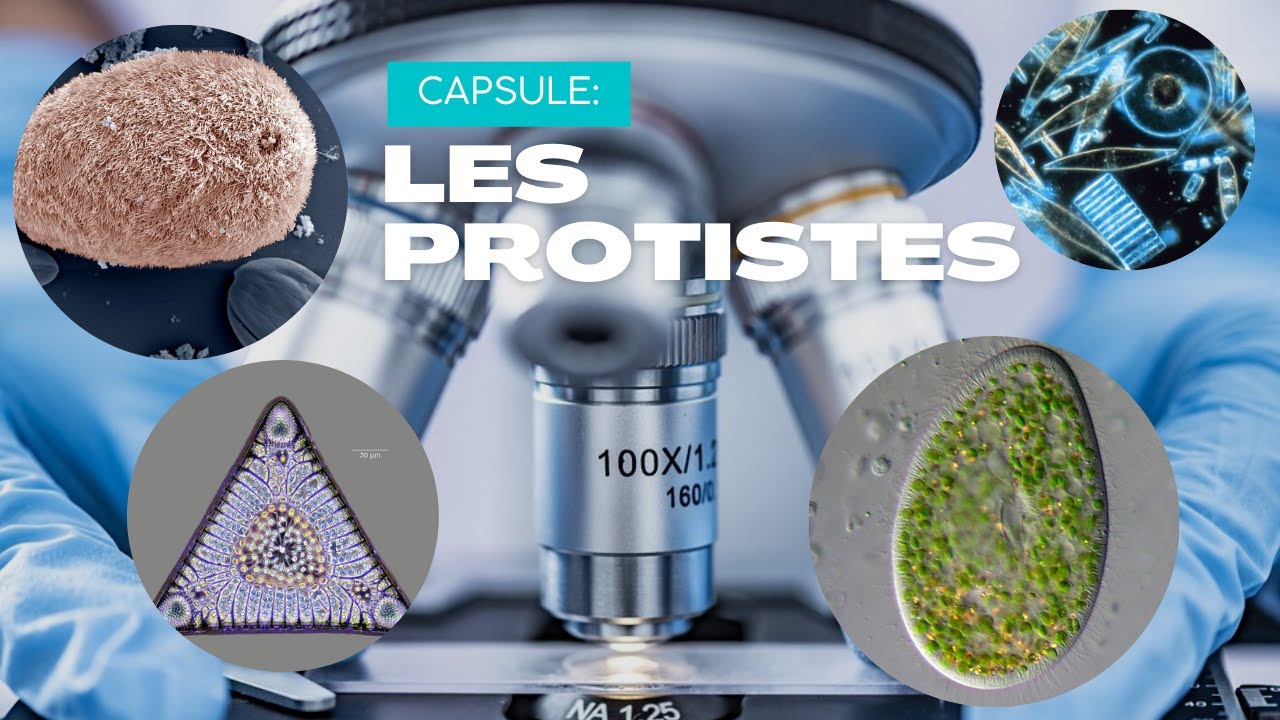 Les protistes - un monde microscopique