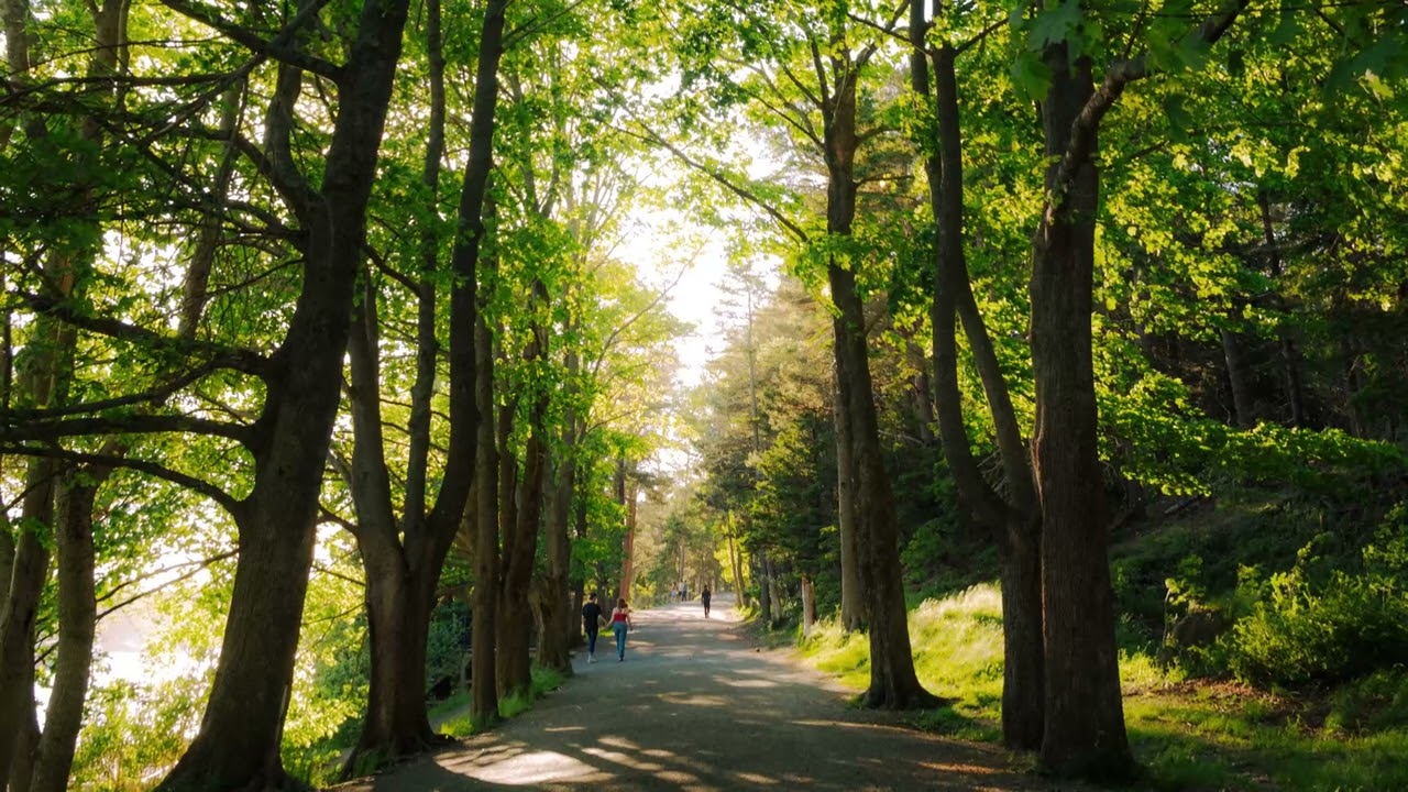 Sounds Like You Need Halifax - Trail