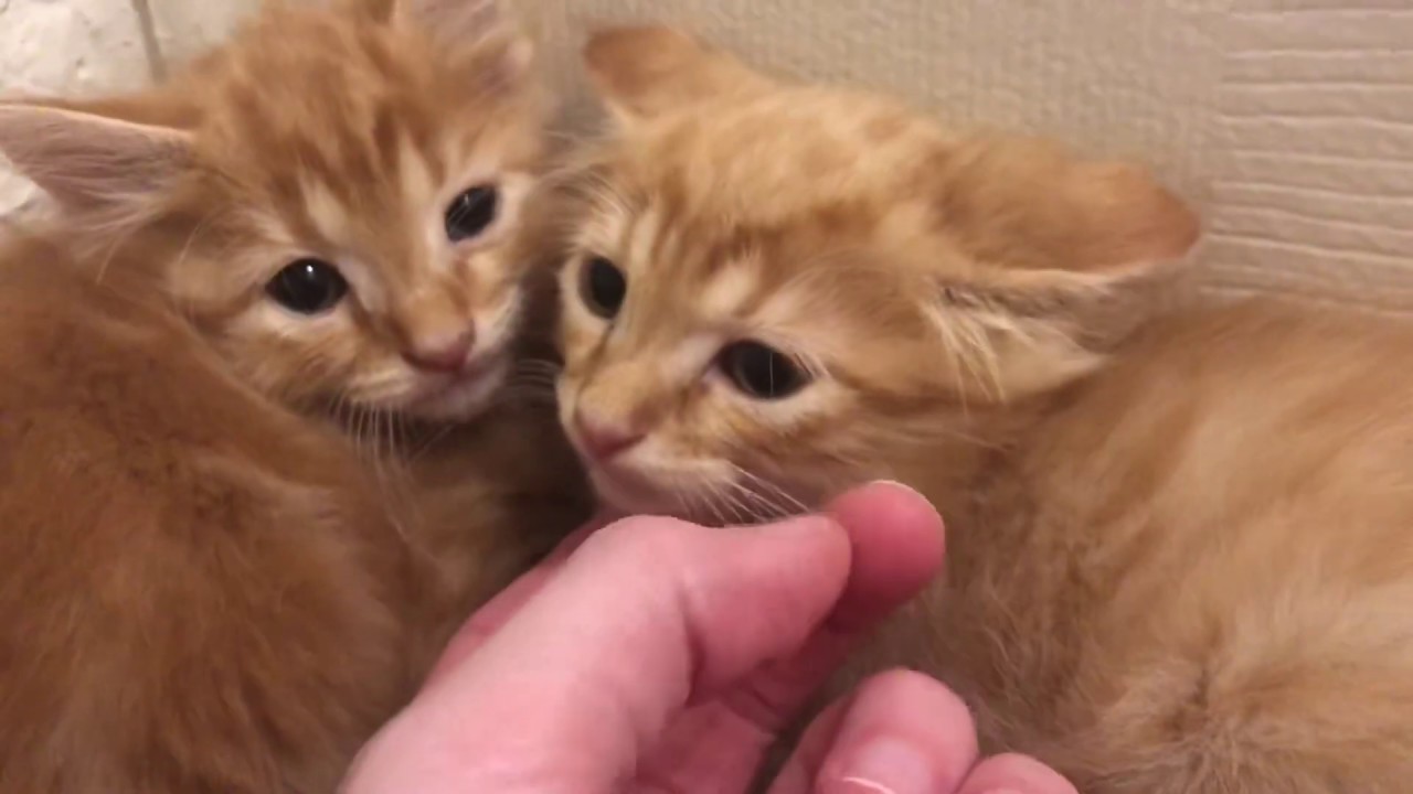Hissy Kittens Up Close!