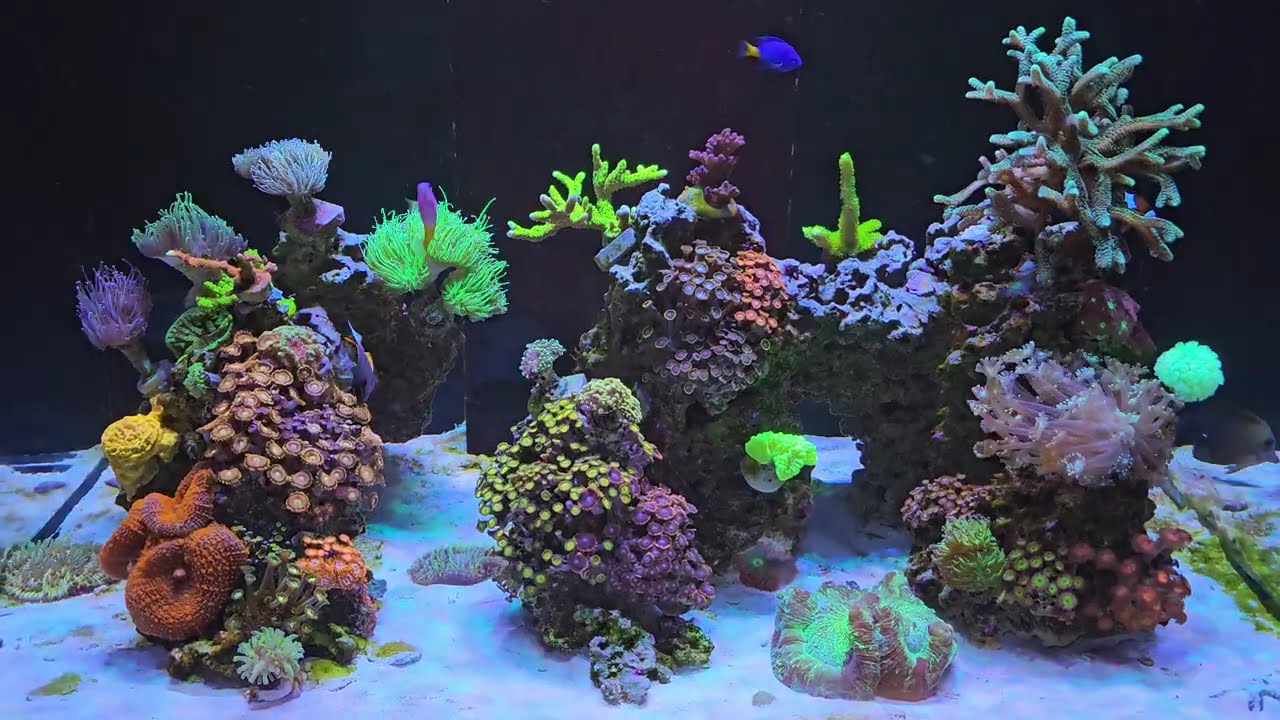 Aquario Marinho - Red Sea Reefer 300g2 - Dia #493