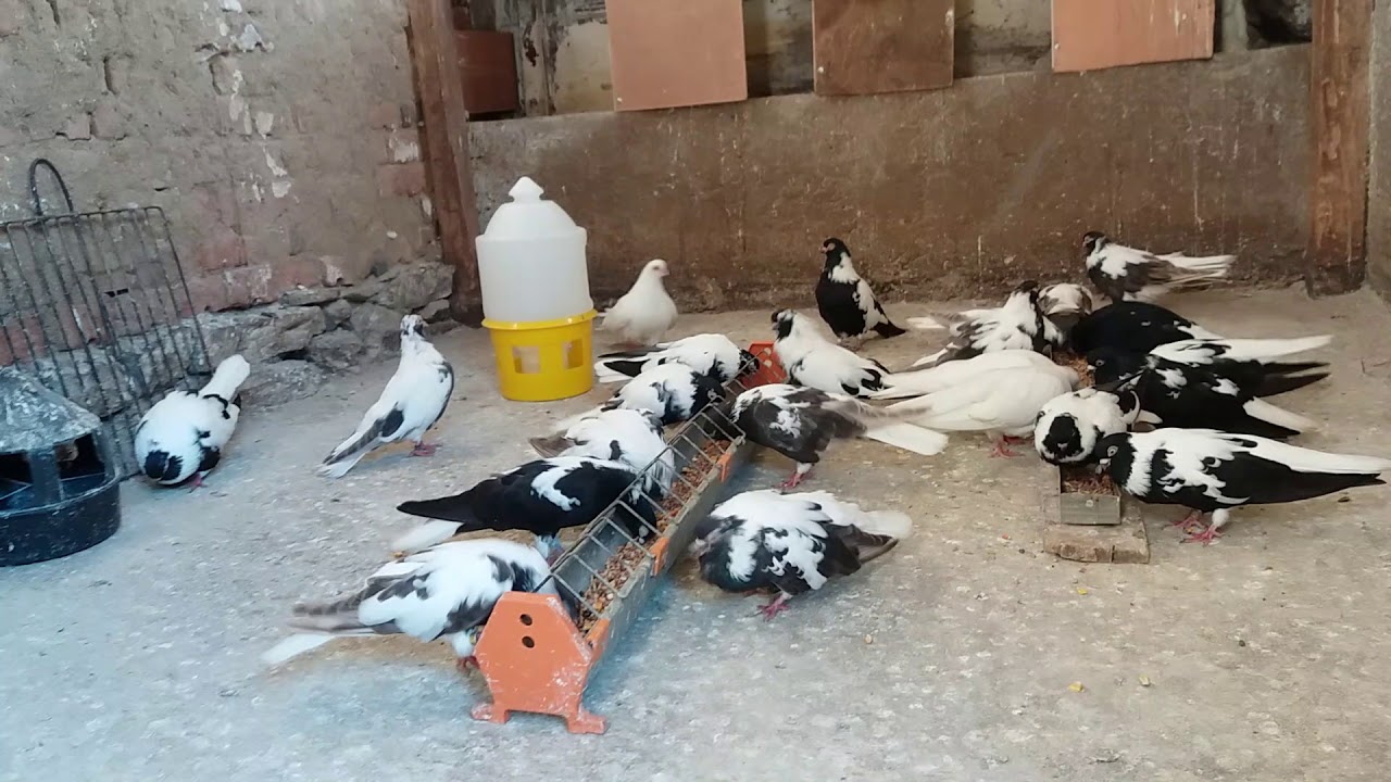 Софийски шарени гълъби! (Дюзбаши)
