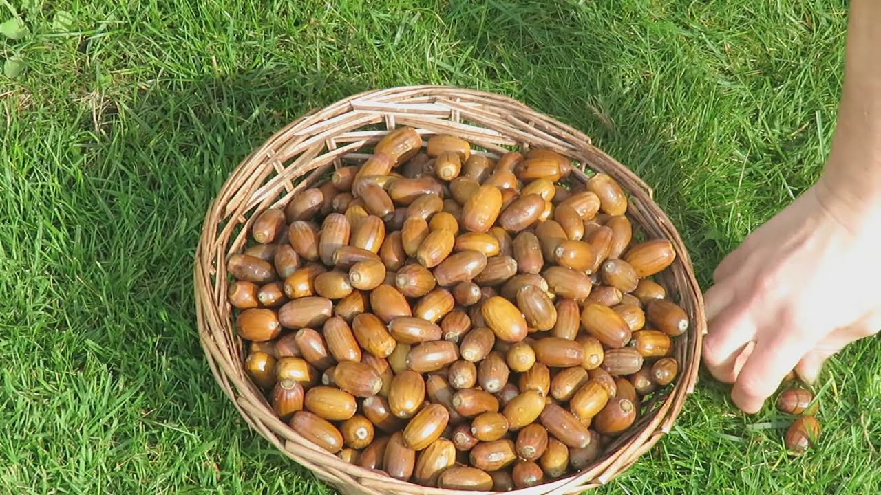 Survival Superfood? How to Eat Acorns Safely!