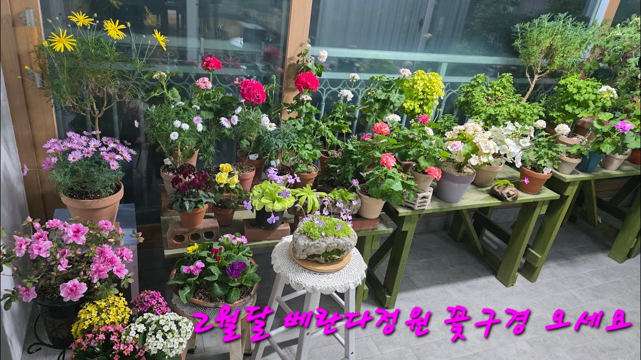 2월 베란다정원  봄꽃구경 오세요 