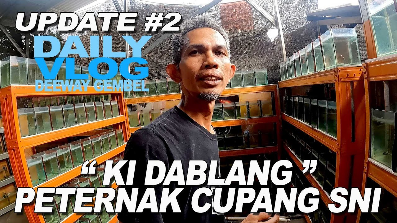 KI DABLANG PETERNAK CUPANG KHUSUS SNI STANDAR NASIONAL INDONESIA
