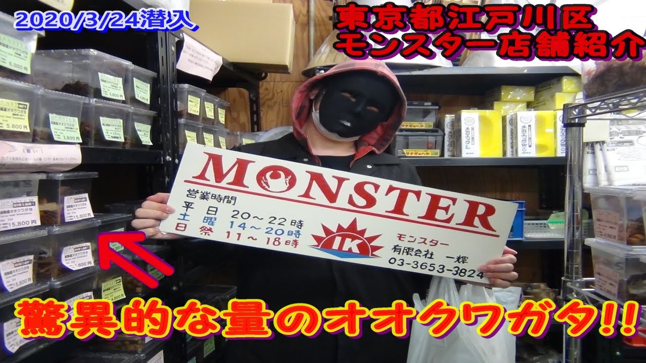 【カブトムシ・クワガタのお店】圧倒的なオオクワガタ！！都内の名店「モンスター」さんで素晴らしいクワカブ達に出会った　Ryu's Tree#59【店舗紹介】