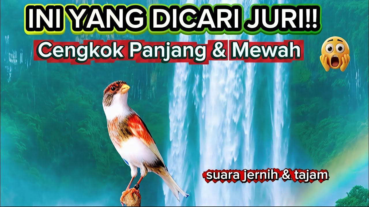 MASTERAN KENARI PALING DISUKAI JURI!! kenari cengkok mewah durasi panjang