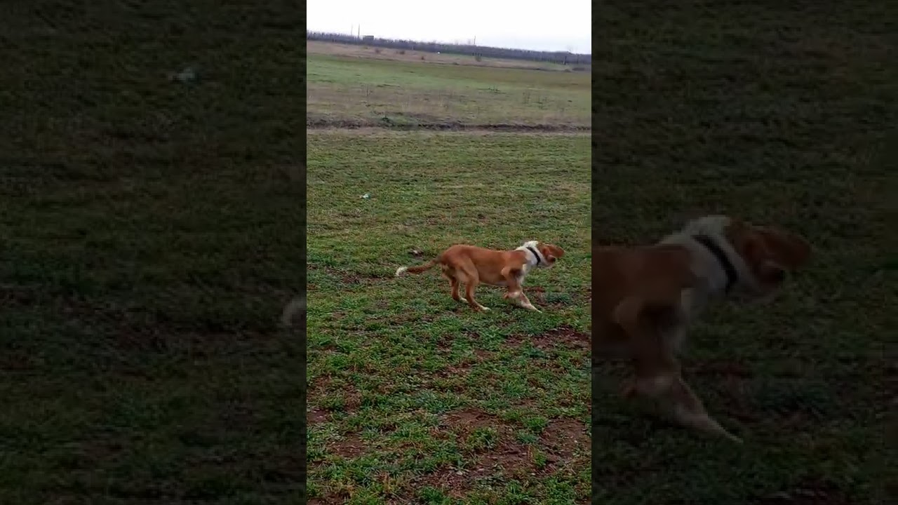 Obuka mladog posavskog gonica na givljeg zeca