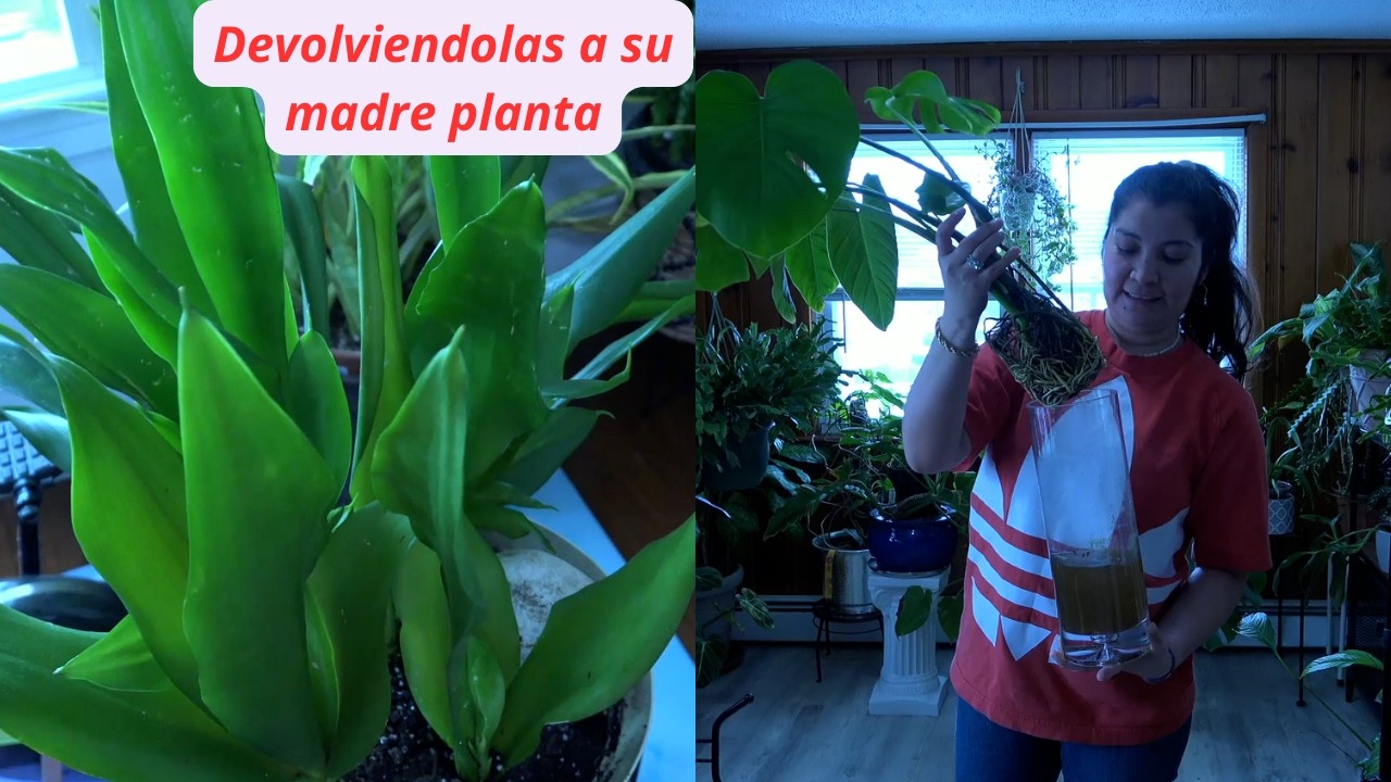 Monstera delciosa filodendron y sanseiveria las devuelvo a su planta madre