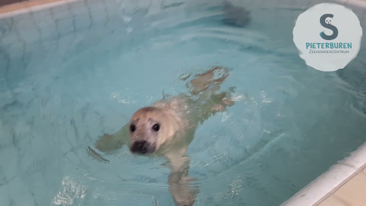 Grey seal pup Charlie has her first swimming lesson | Sealcentre Pieterburen