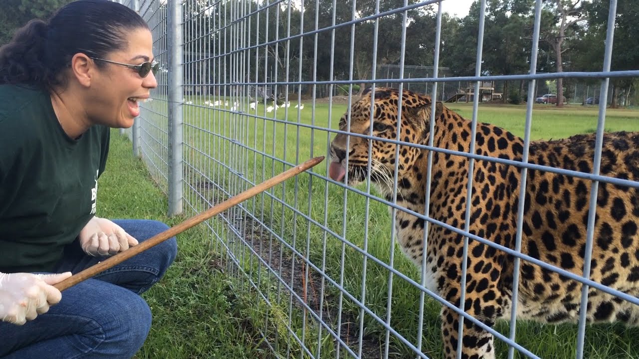 Daily Big Cat 2014 09 22