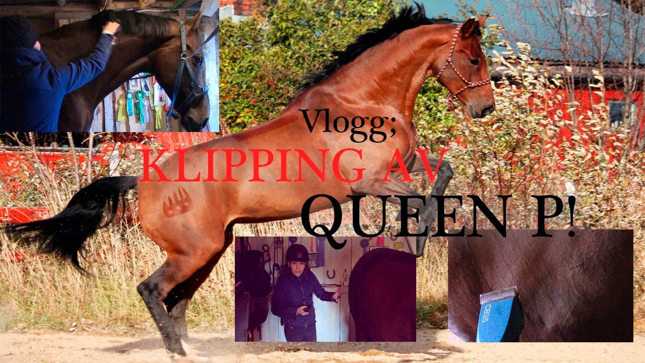 Vlogg: Klipping av hest!