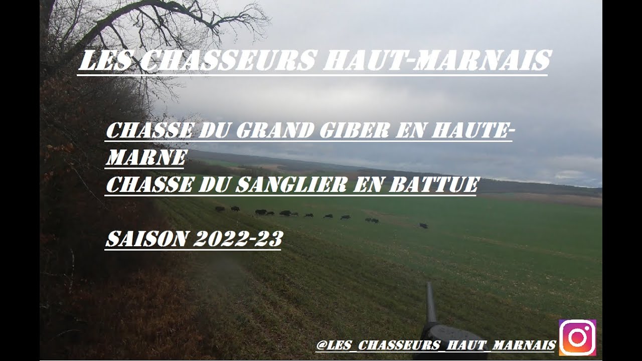 CHASSE EN BATTUE GRAND GIBIER EN HAUTE-MARNE!! UNE SAISON DE FOLIE !!!!