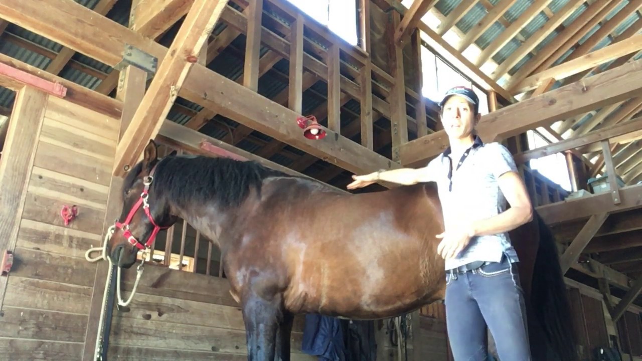 A Stronger Topline for You Horse