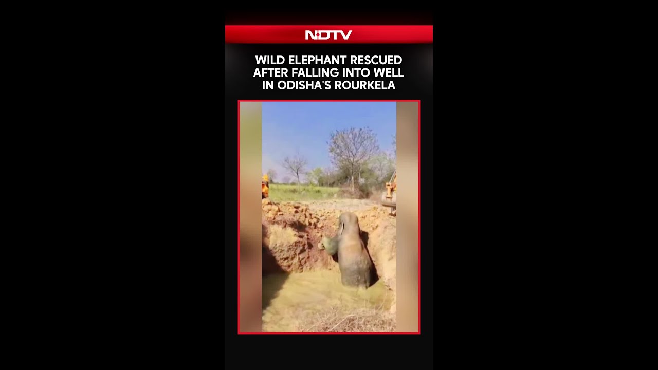 Odisha News | Wild Elephant Rescued After Falling Into Well In Odisha's Rourkela