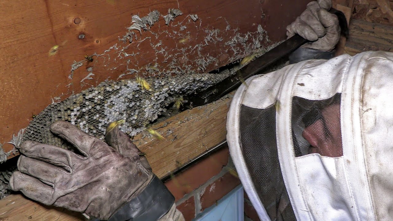 Yellow Jackets Inside House Wasp Nest Removal