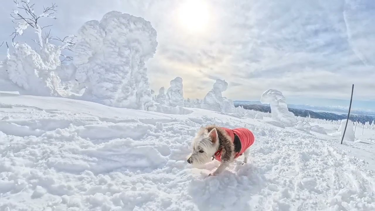 Snow Monsters Under Blue Skies Part2