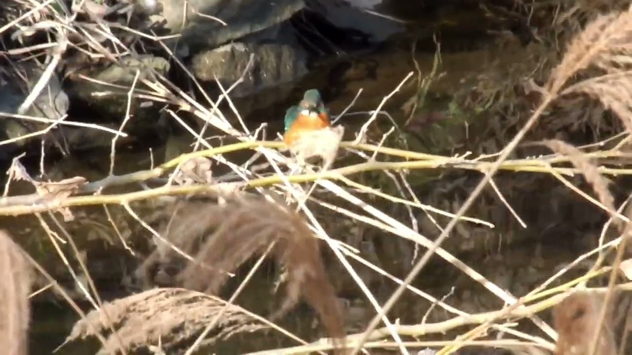 カワセミ動画その240(k2026 01 21 v)