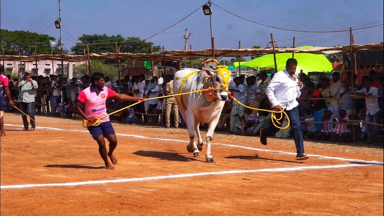 MALDAKAL (TELENGANA STATE) 2021 6 PALLU VIBAGHAM 1ST PLACE WINNER RK BULLS VETAPALEM