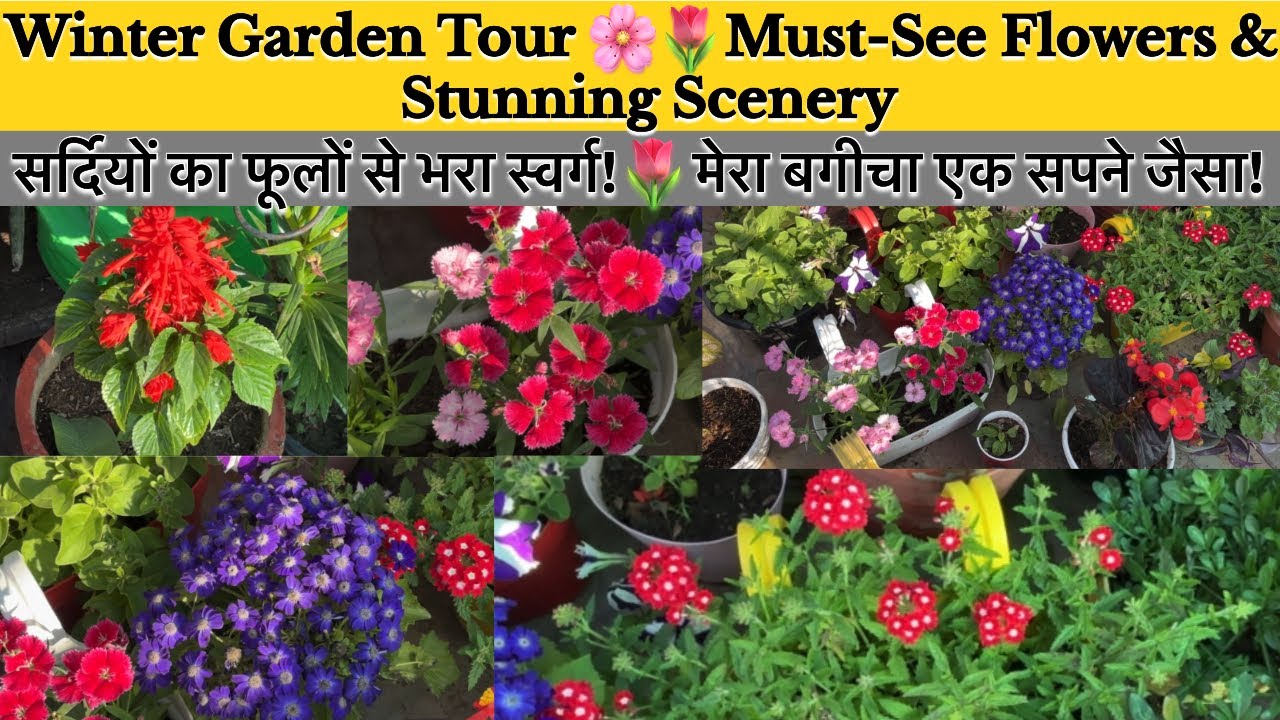 Winter Garden Tour 🌿❄️🌷🌼| Stunning Petunia,Verbena Salvia & Daisies And many more in Full Bloom🌻🌼!
