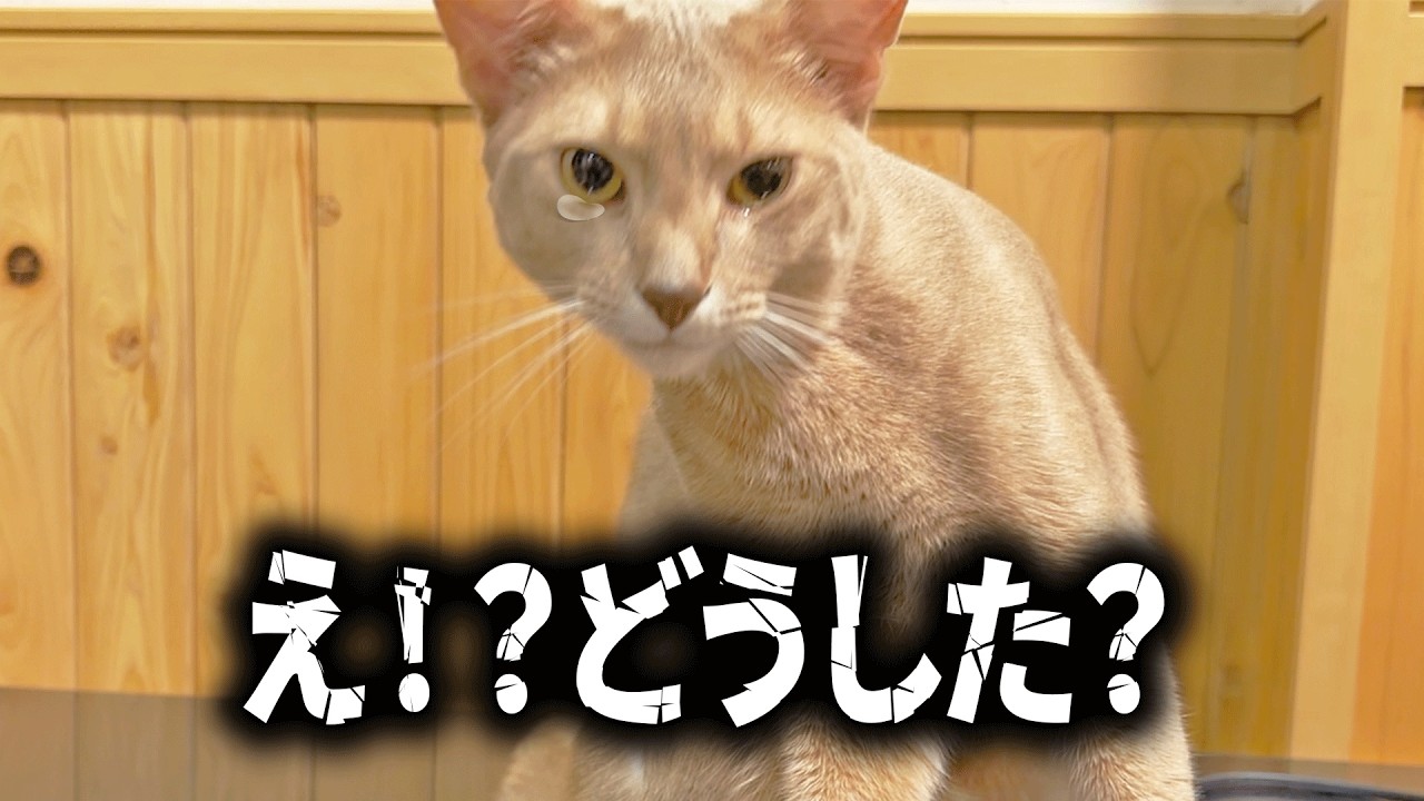 どうして泣いてるの？