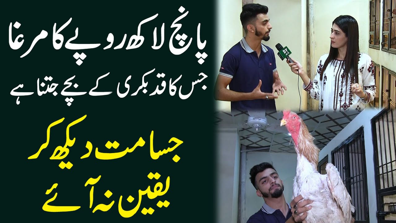 5 lakh ropay ka murgha jis ka qadd bakri k bachay jitna hai, Jisamat dekh kar yaqeen na aye...
