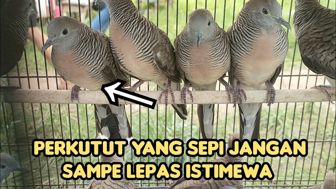 PERKUTUT SEPERTI INI JANGAN SAMPE LEPAS SANGAT ISTIMEWA