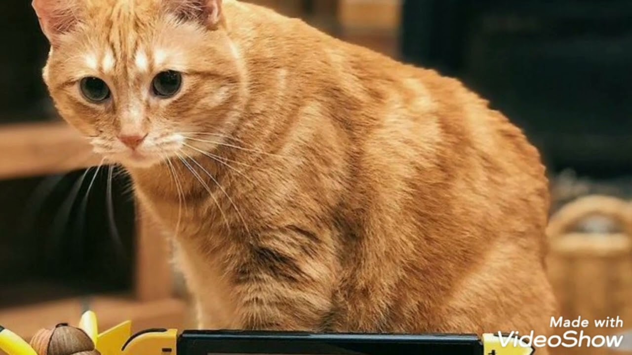 edit para el rubius y su gato wilson