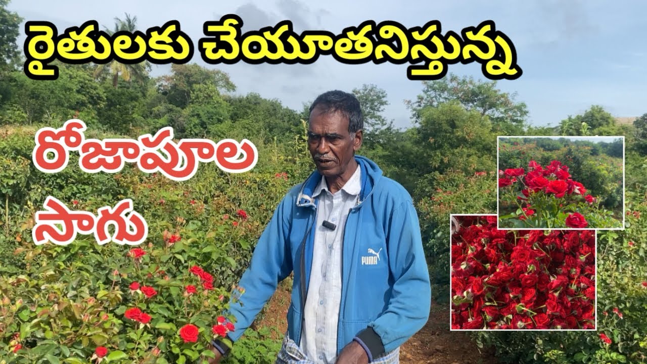 రోజాపూల సాగు. | Rose Flowers farming