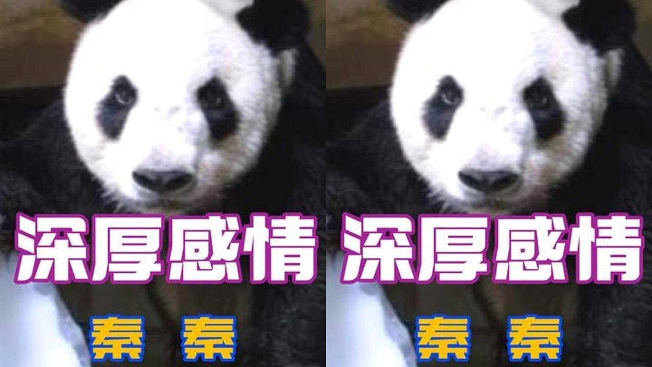 大熊猫秦秦因病突然离世，亲手养大它的陈宏斌奶爸崩溃大哭直至晕厥#大熊猫 #国宝 #热门 #感情