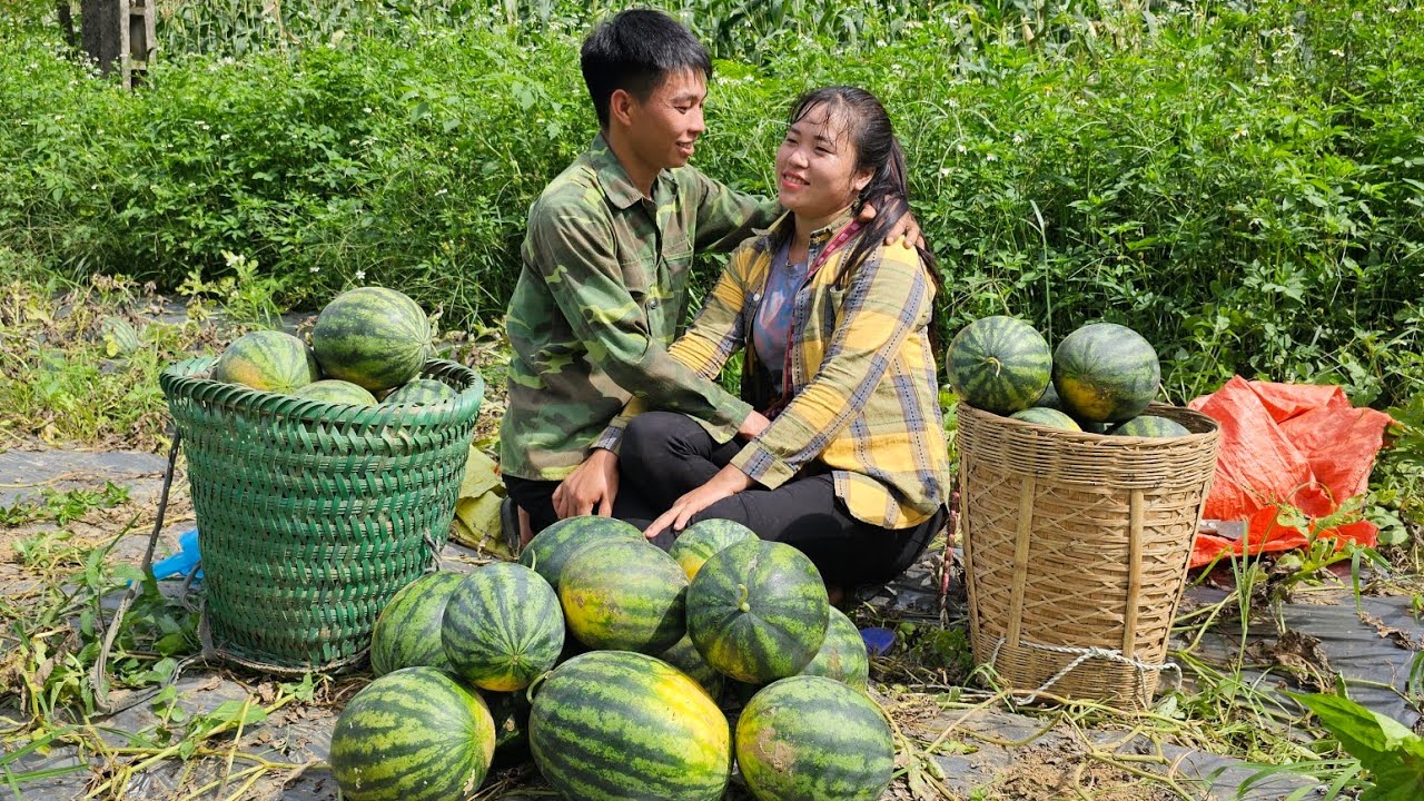 Harvesting watermelons and green gourds to sell earn money for the farm and livelihood. Linh's Life