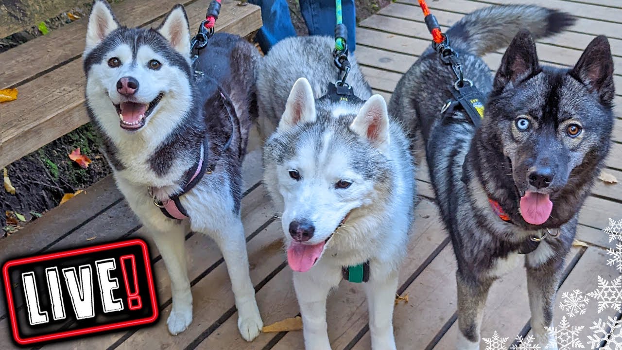 LIVE Hangout With The Huskies of Snow Dogs Vlogs 🔴 LIVE Q&A