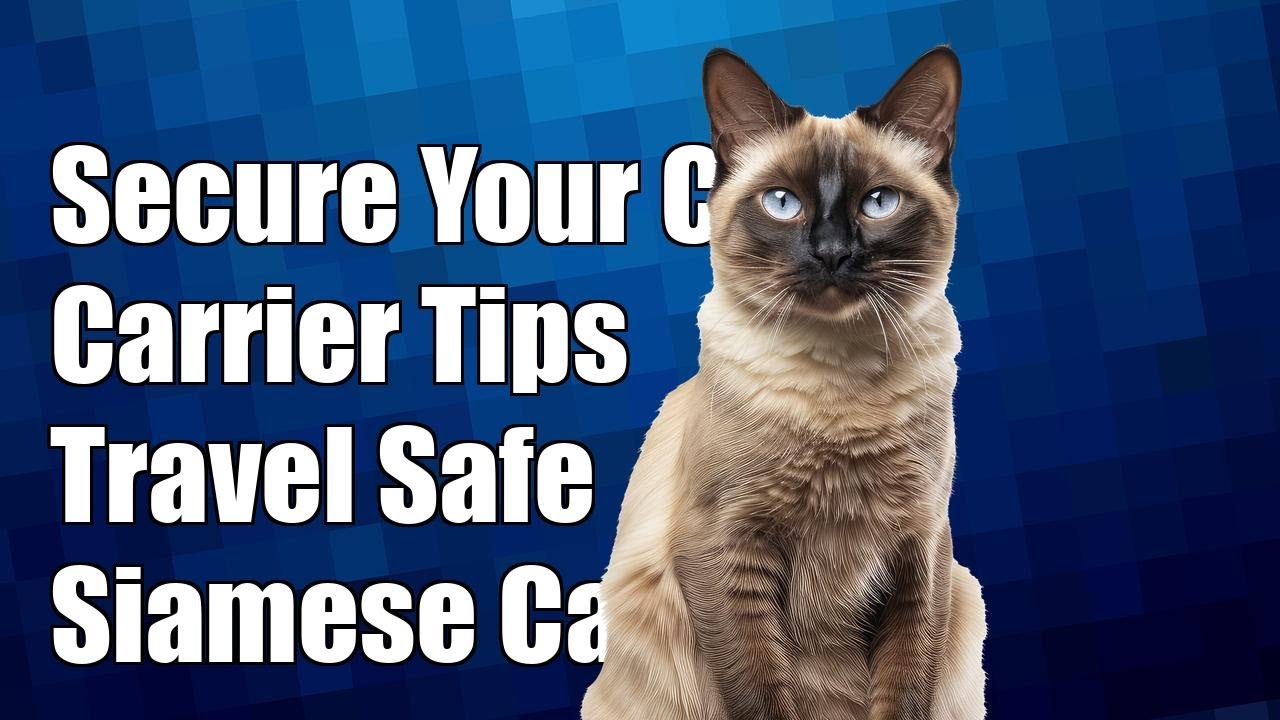 What are the best ways to secure a Siamese cat carrier in a vehicle?