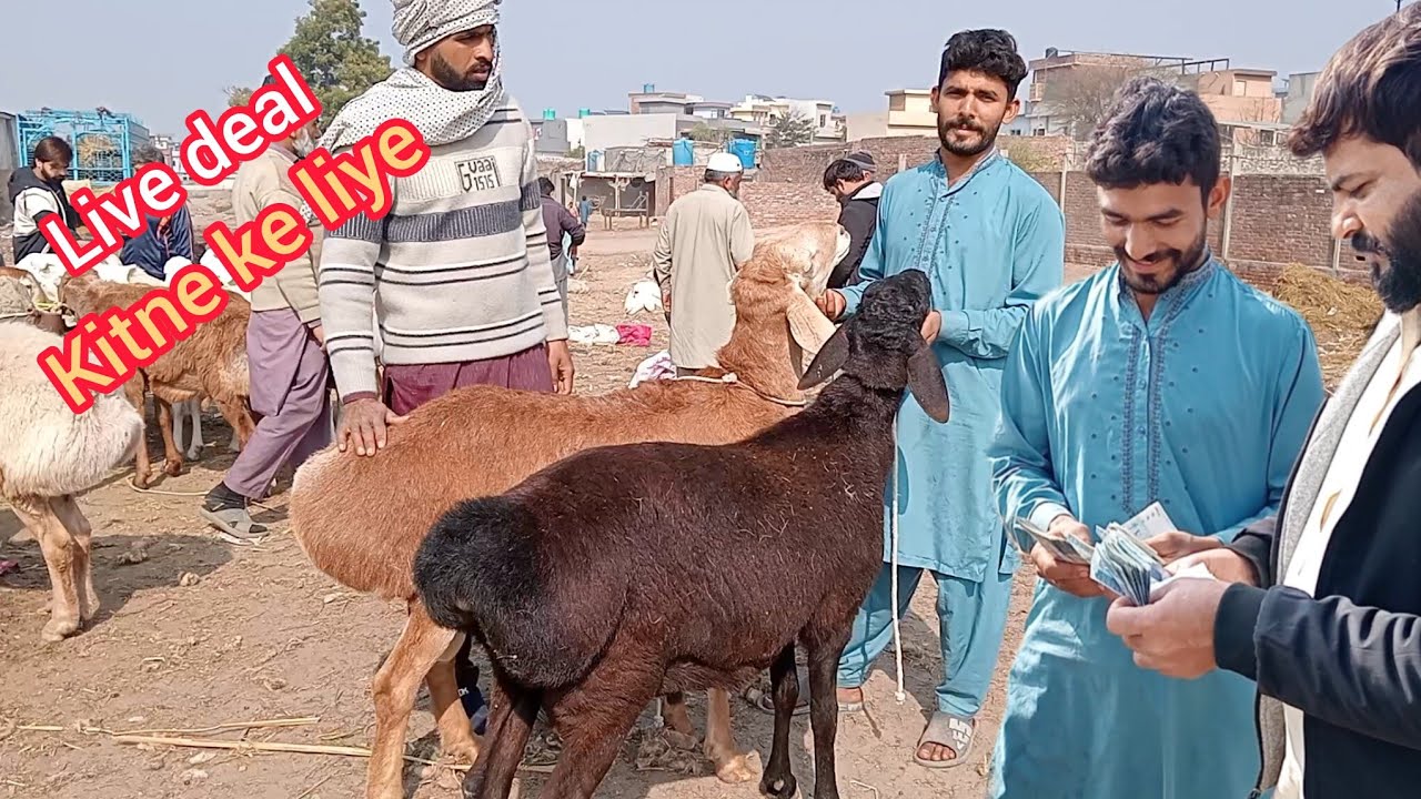 Live deal kitne ke liye dumbbe Lahore Mandi Qurbani 2026 Sajjad Lahori shock