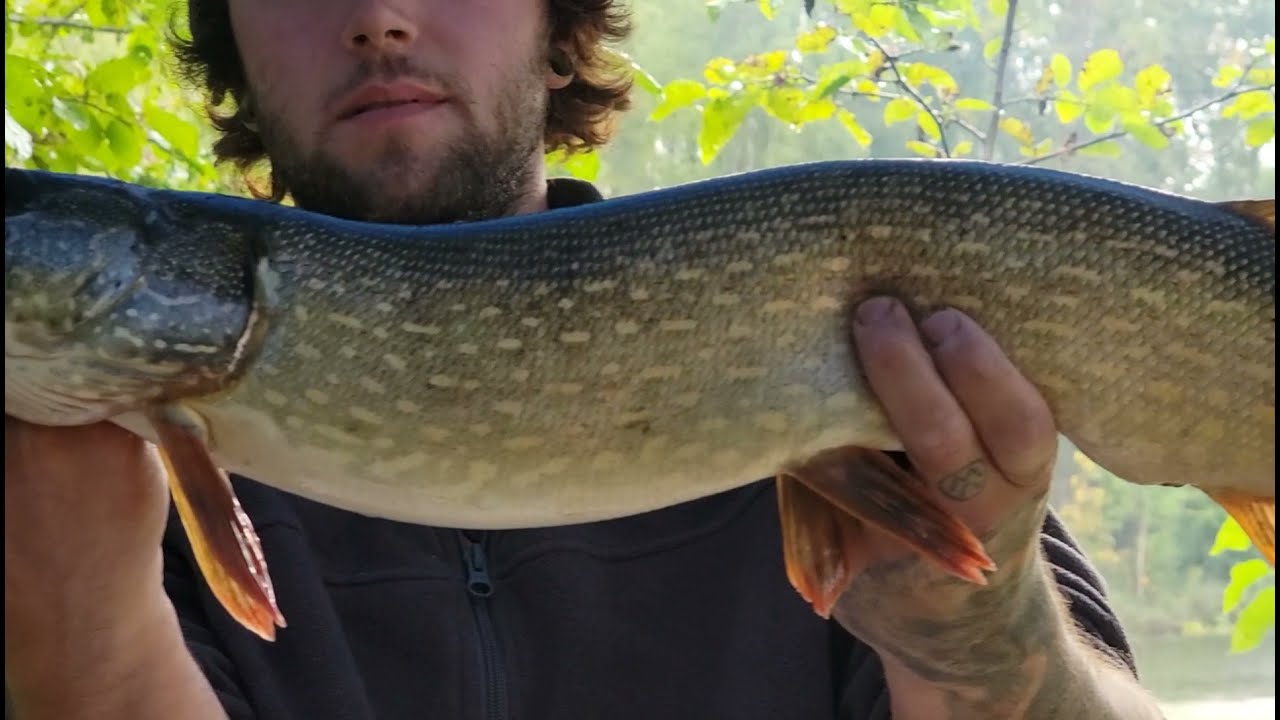 Fly Fishing for Pike in ALASKA! (Camp, Catch, and Cook)
