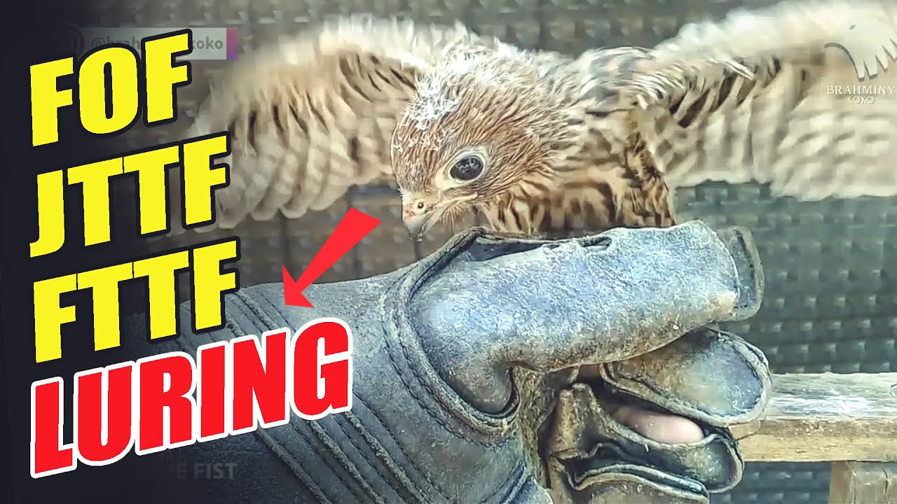 MELATIH ALAP ALAP | KESTREL / CASTREL TRAINING PROCES