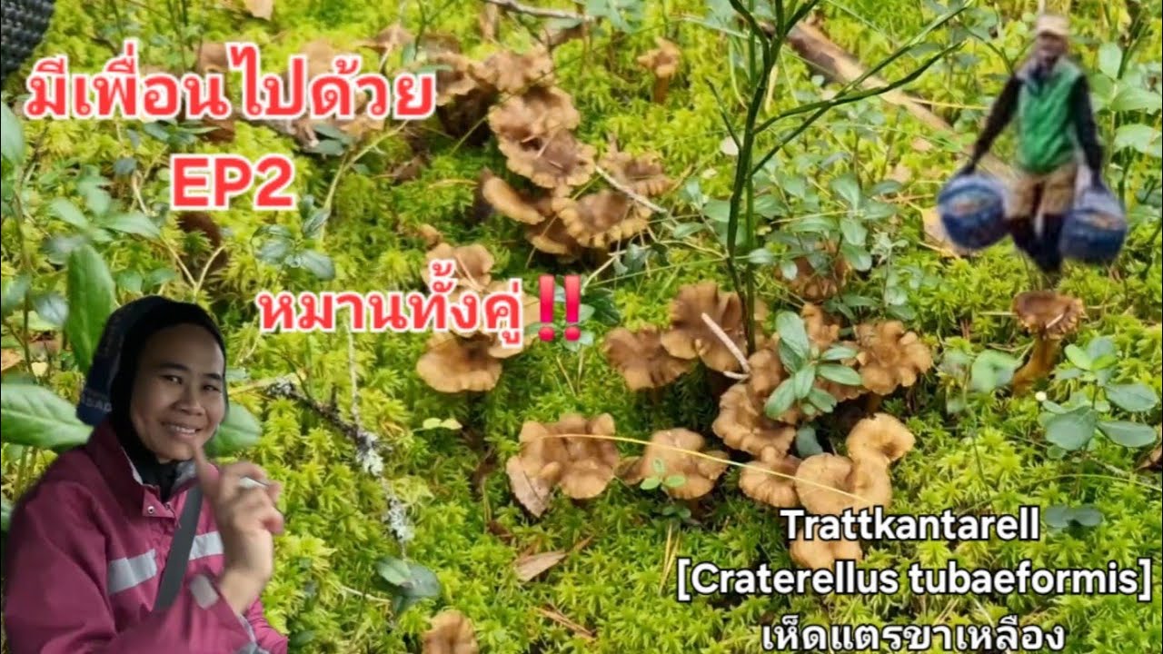 13/10/2025 เก็บเห็ดหลังเลิกงาน วันนี้่มีเพื่อนเก็บเห็ดEP2