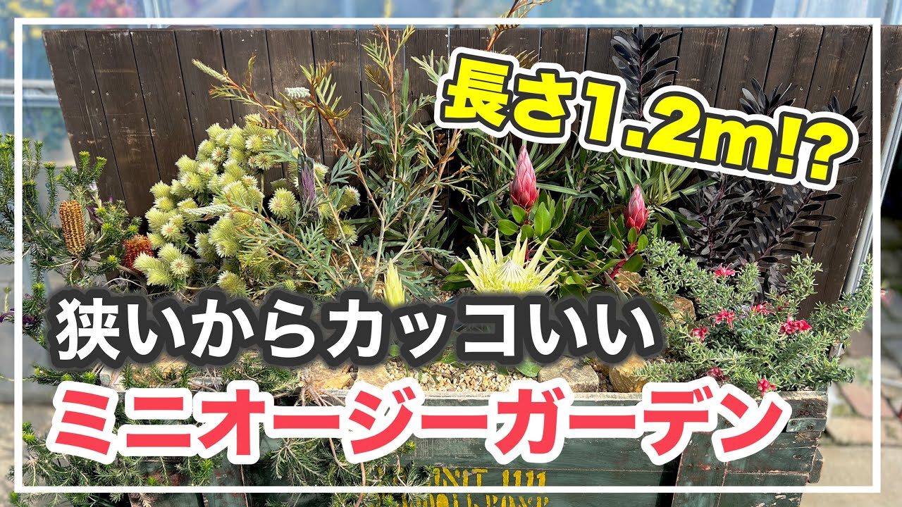 狭い空間をレイアウトする、オージーの寄せ植え！【オージープランツ】